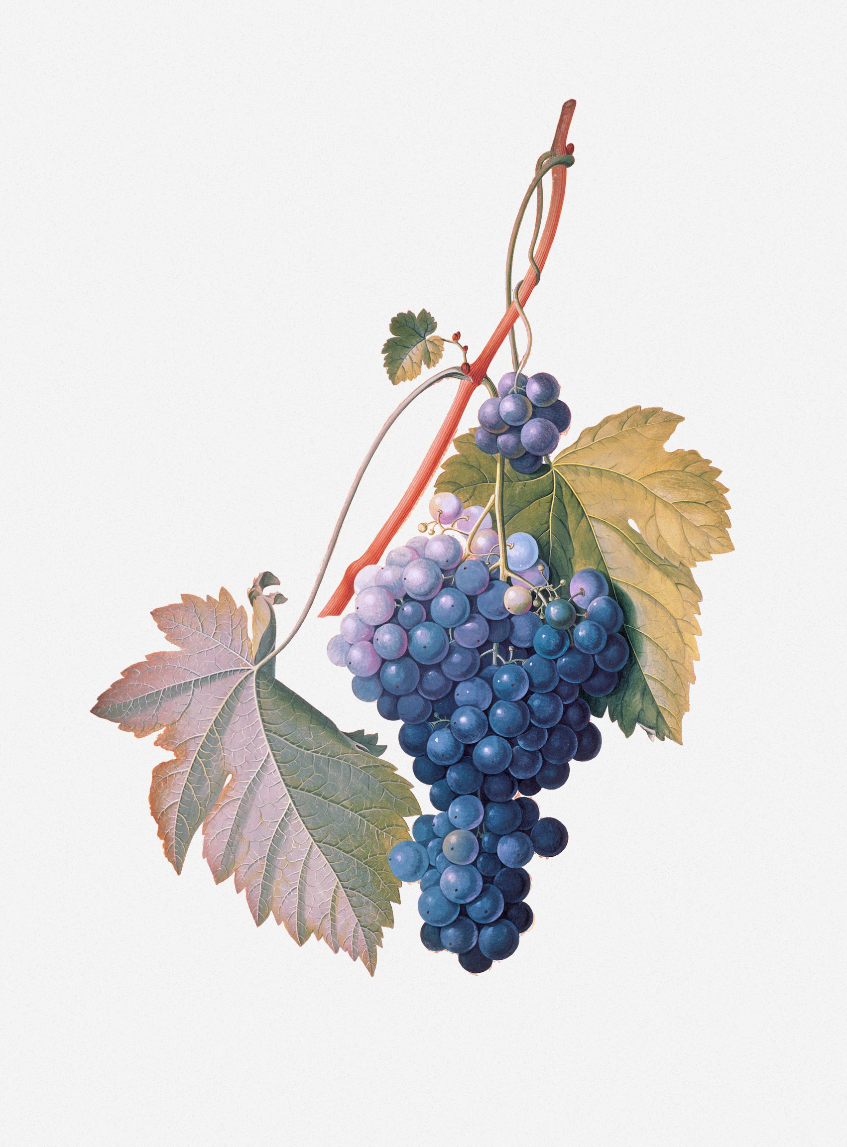 dionysus grape vine