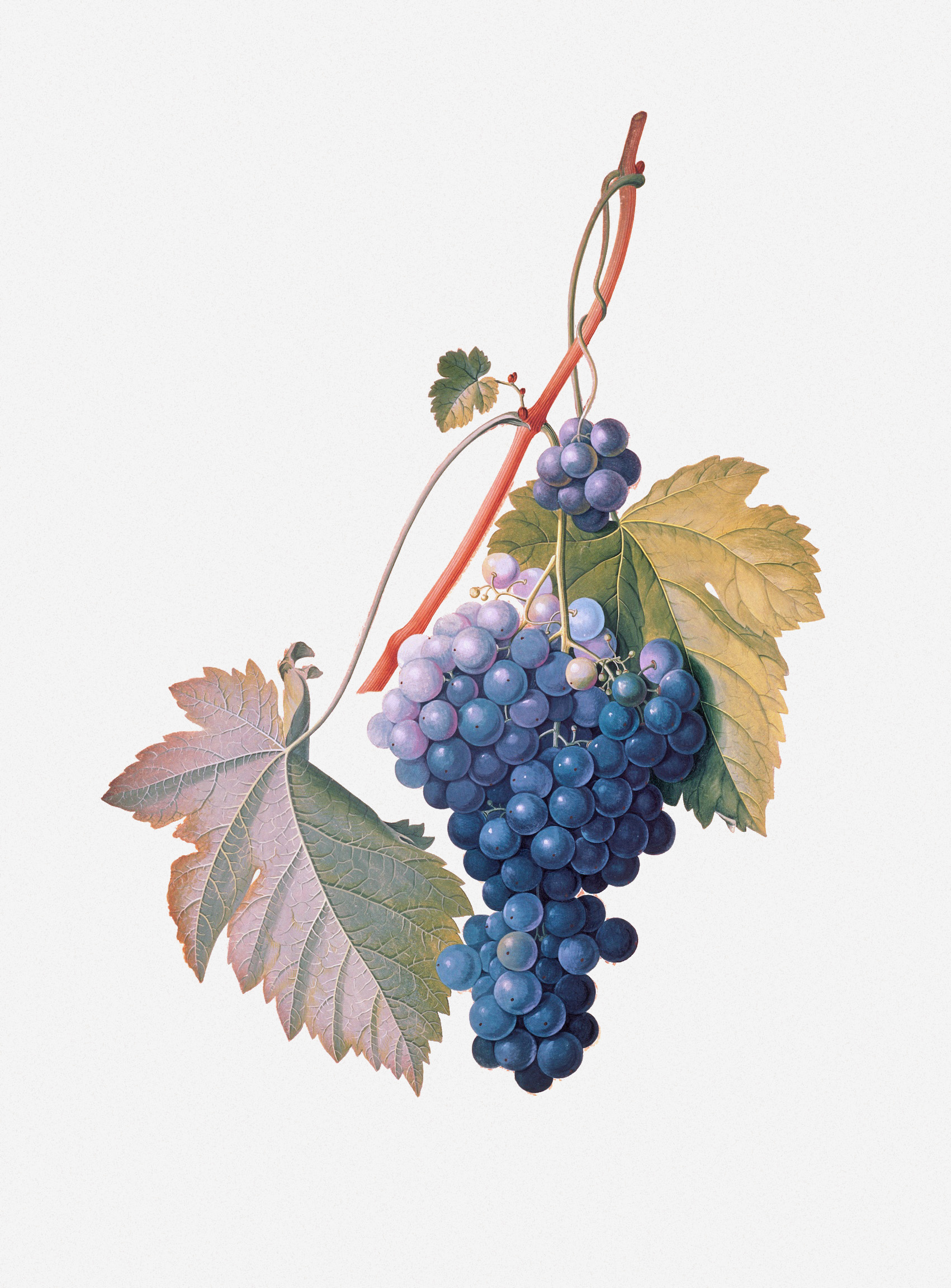 Grapes