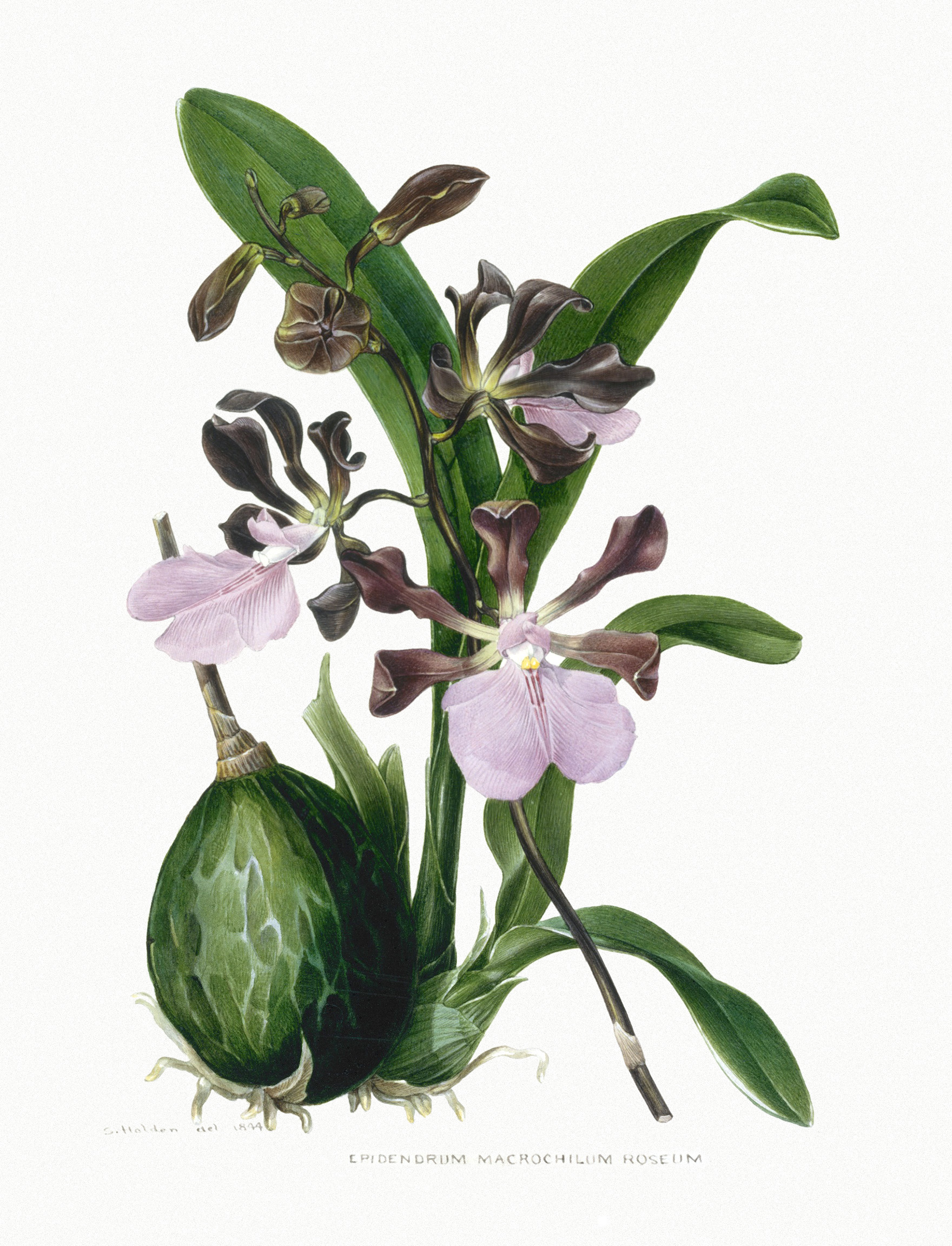 Orchid - Epidendrum Macrochilum Roseum