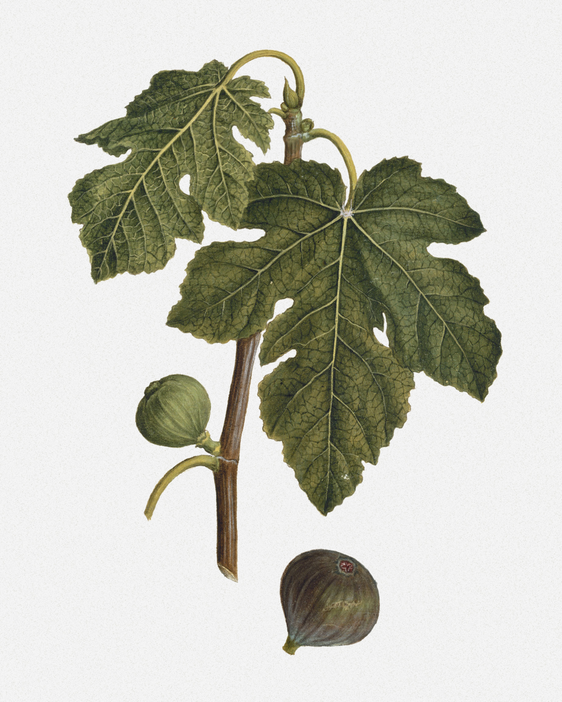 Fig