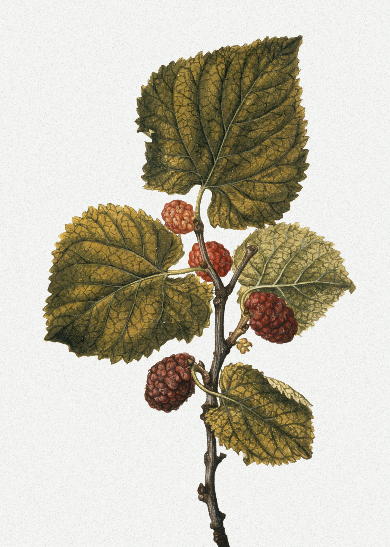 Mulberry