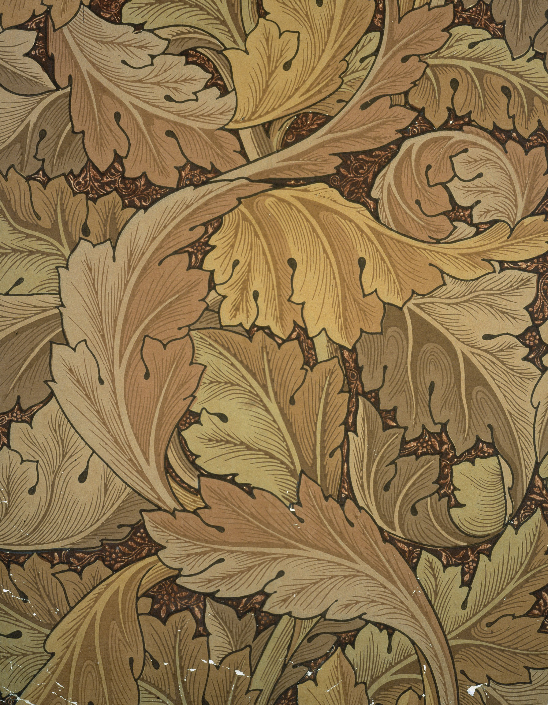 Acanthus (brown)