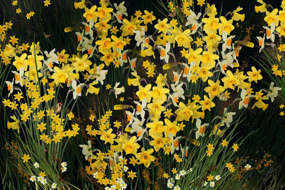 Welsh Daffodils - Anthracite