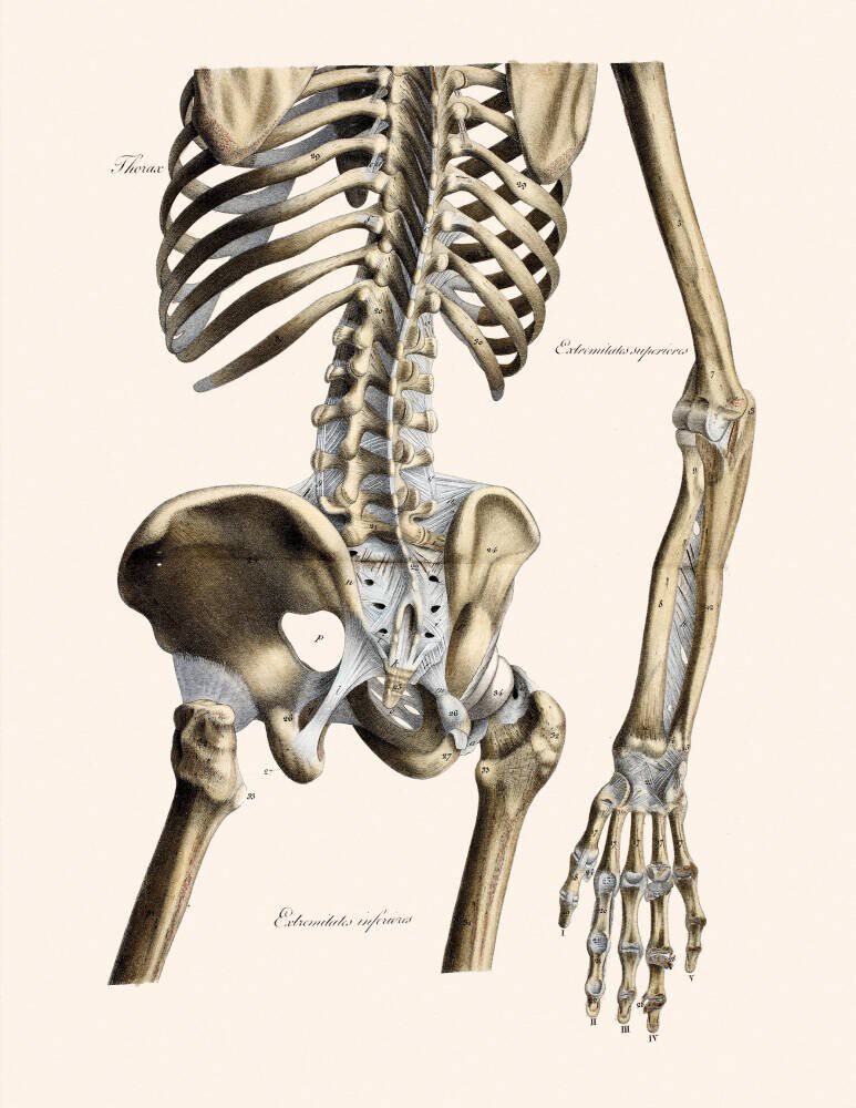 Human skeleton drawing