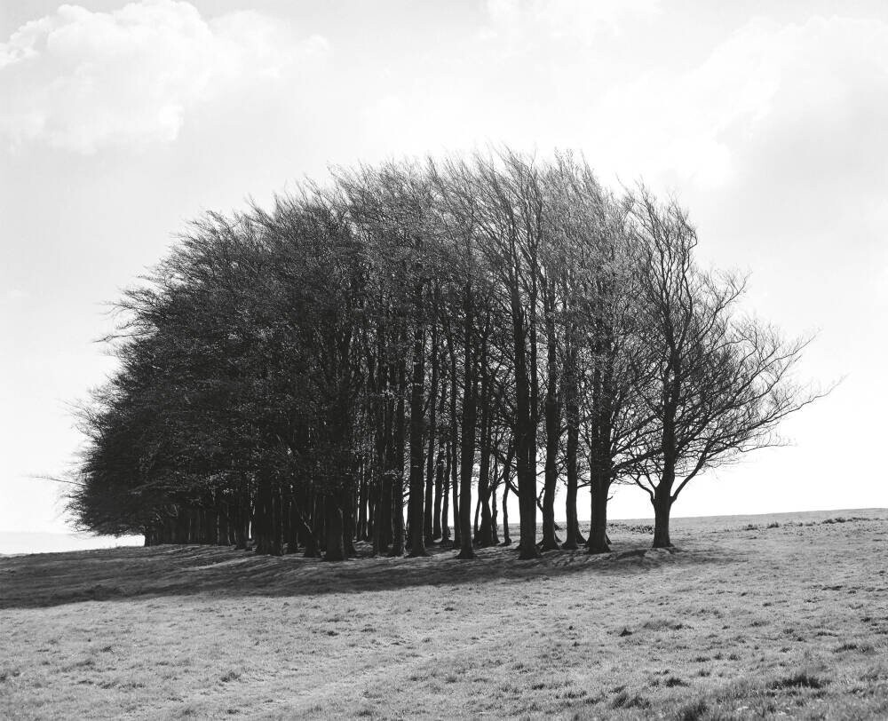 Barbury Castle Clump