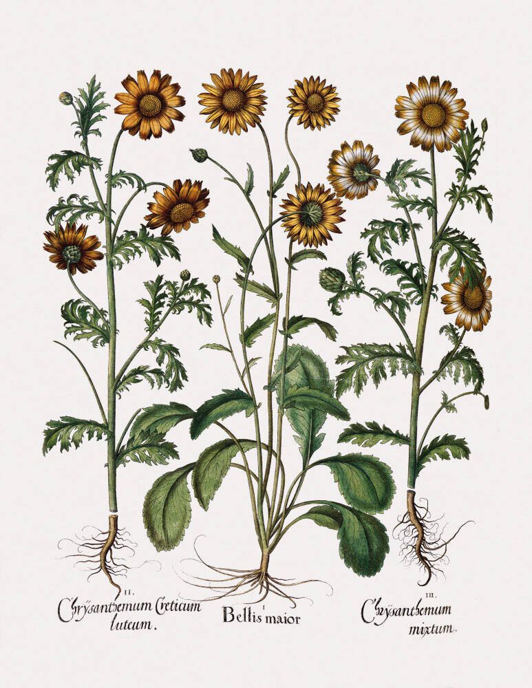 Chrysanthemum I
