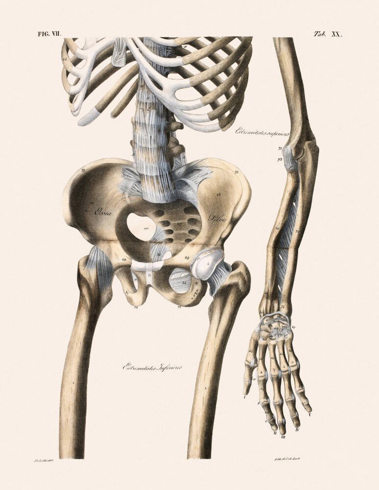Anatomical print I
