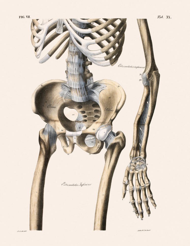 Anatomical print I, by François Carlo Antommarchi.
