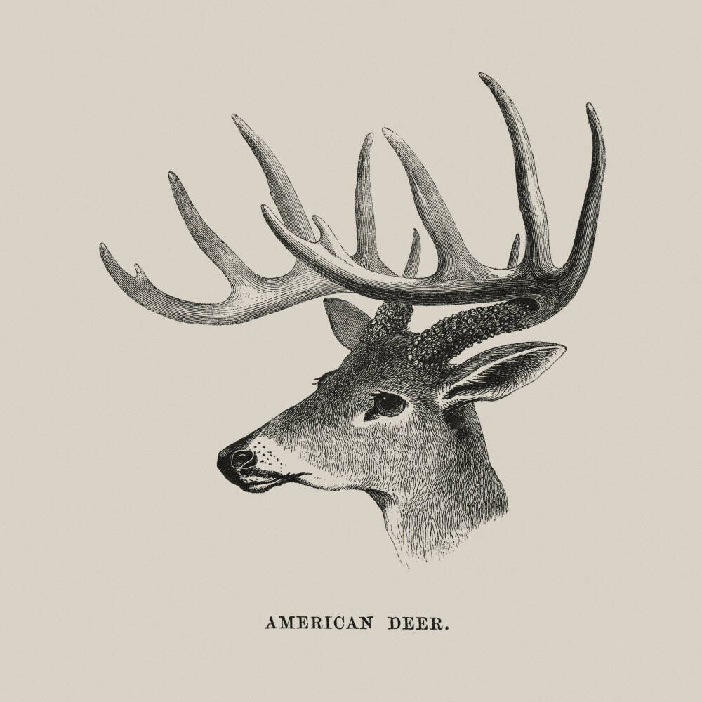 American Deer