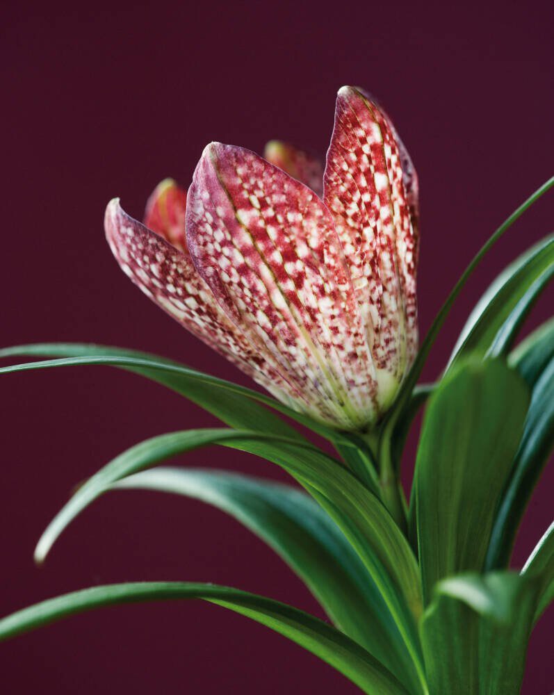 The Flower of Fritillaria