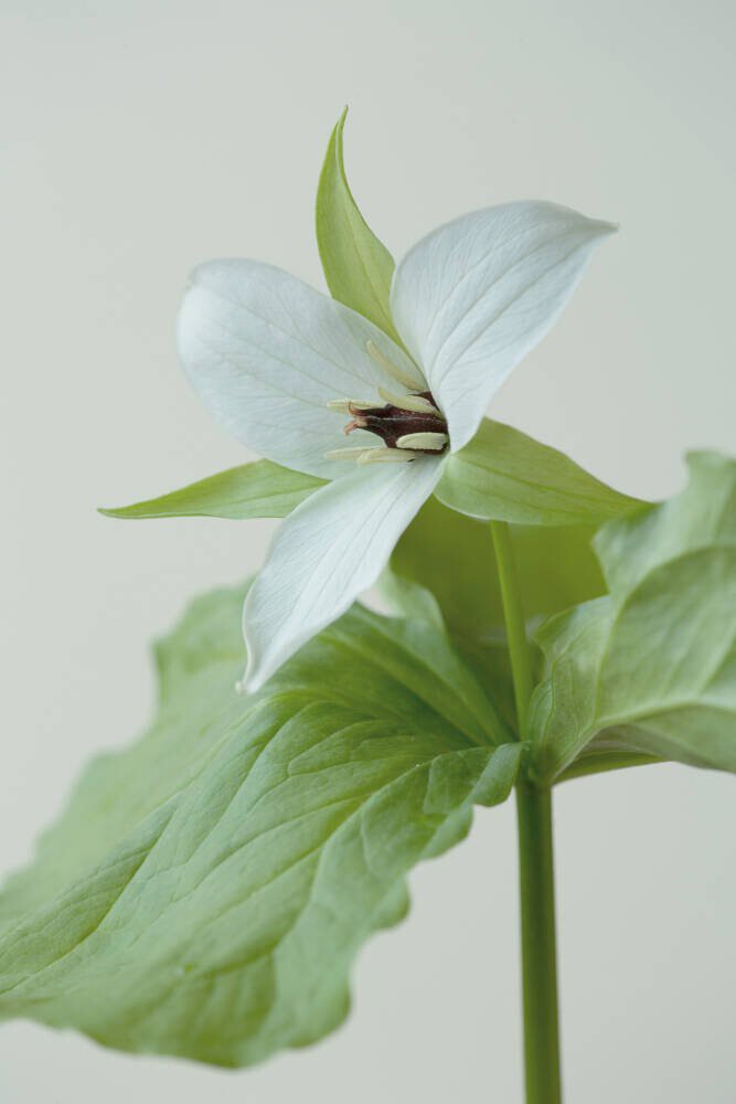 The White Flower of Trillium Simile