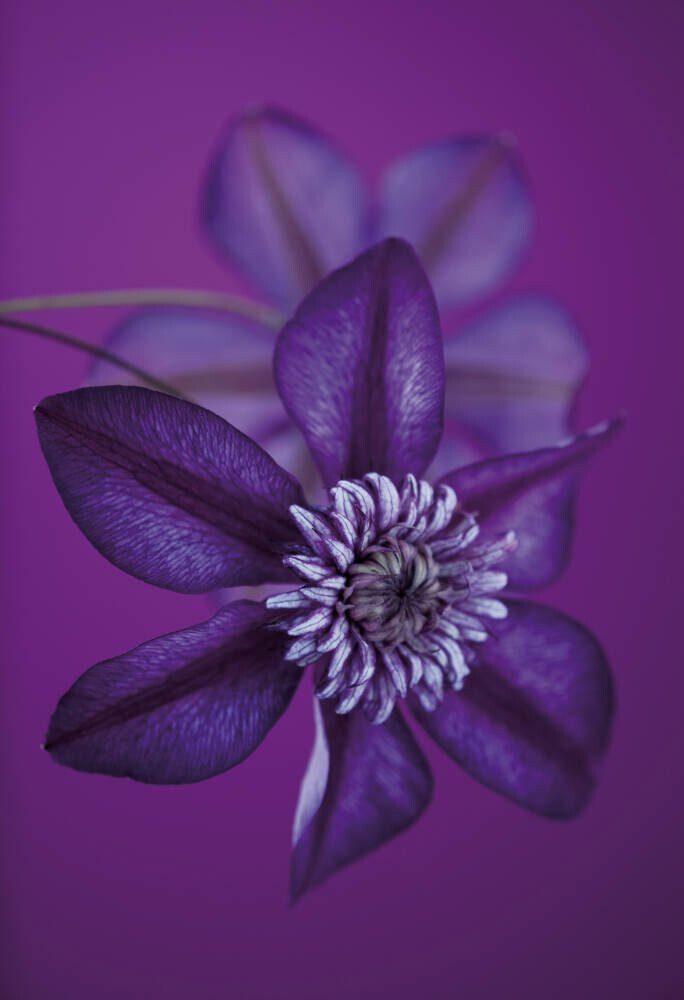 Clematis Cassis I