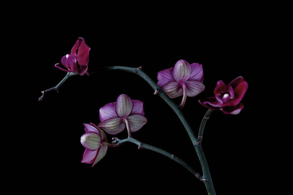 A Doritaenopsis Orchid I