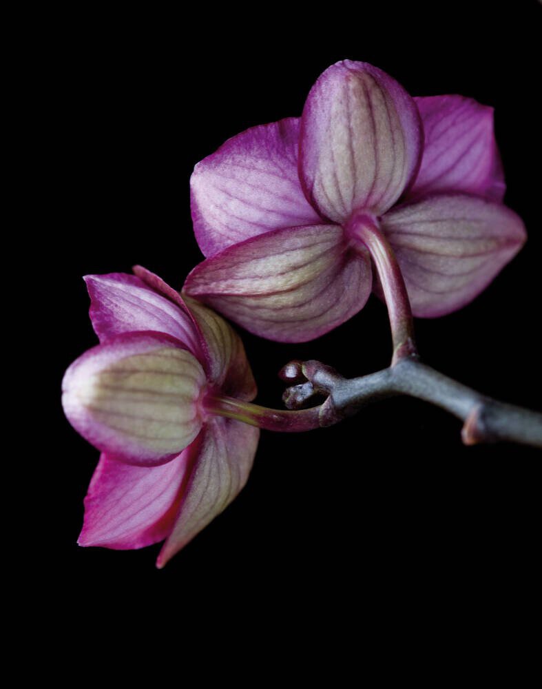 A Doritaenopsis Orchid II