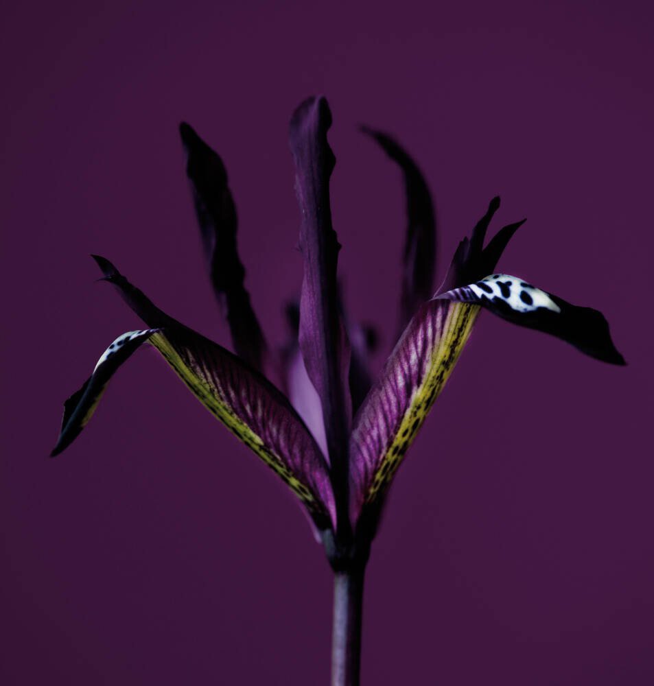 Iris Reticulata Pauline