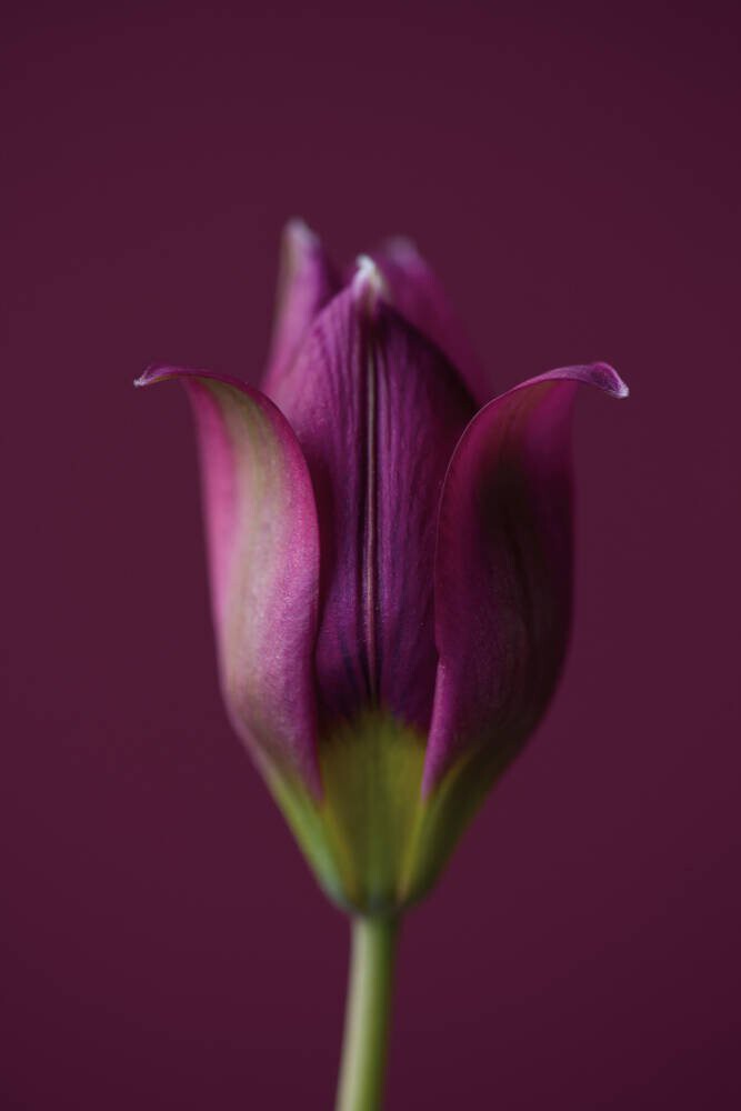 Tulipa Humilis