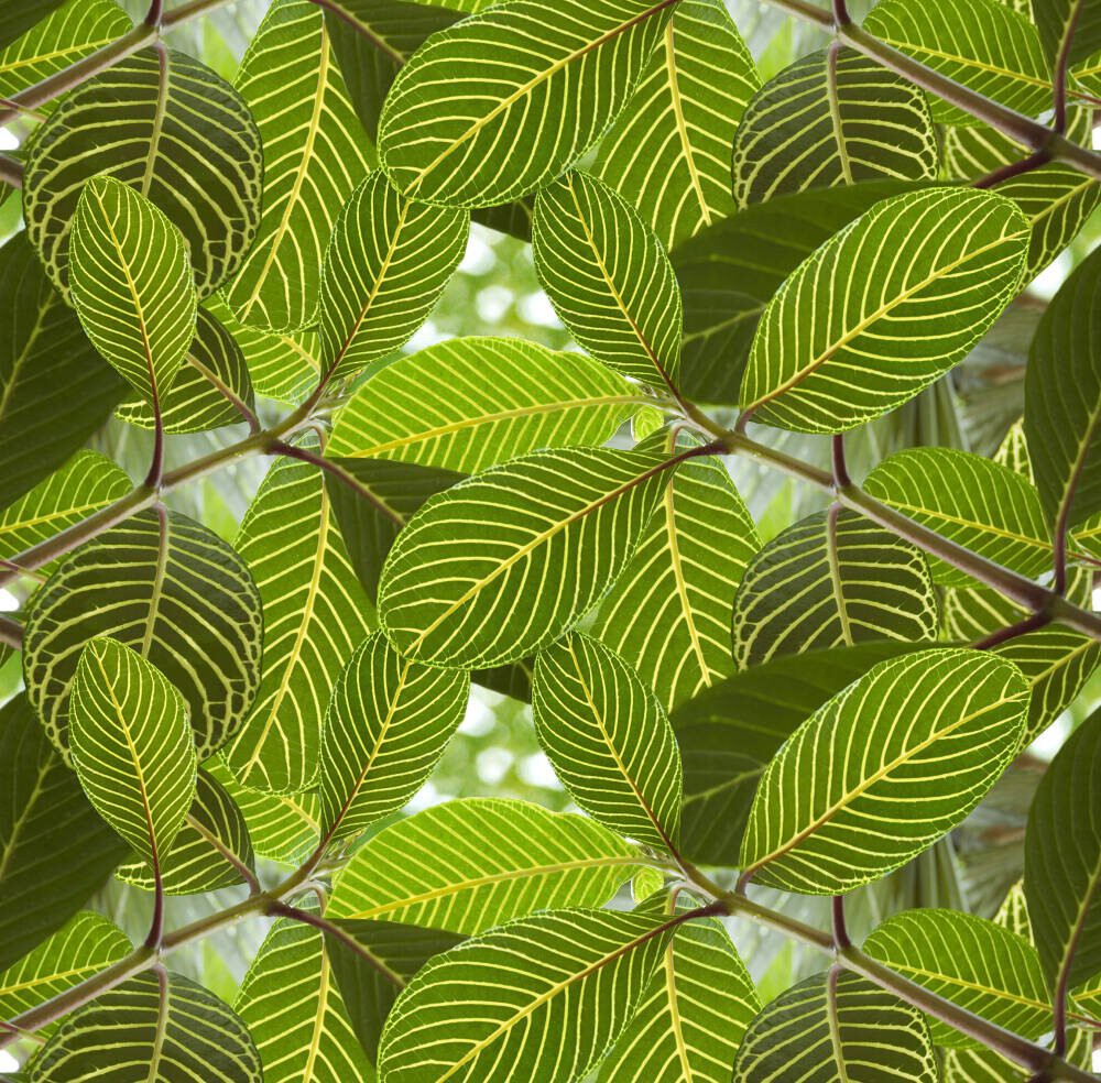 Safari Leaf