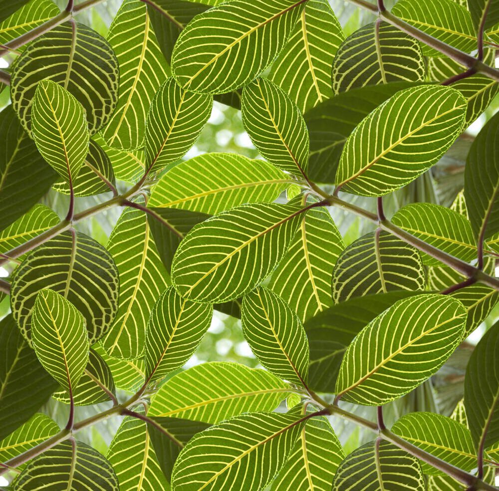 ‘Safari Leaf’ Wallpaper Mural | SurfaceView