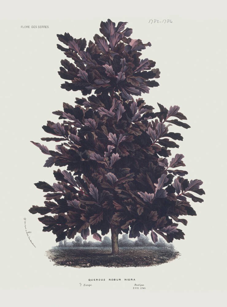 Oak: Quercus rober niger