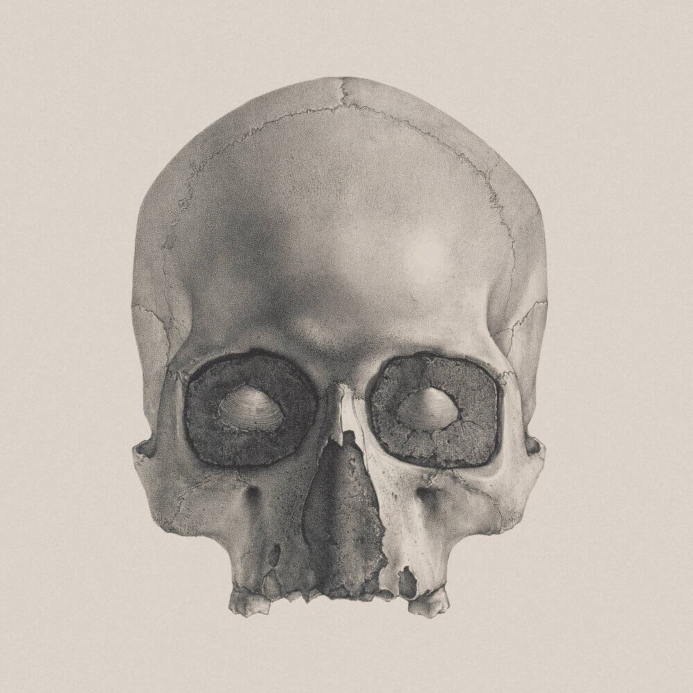 Engraving of a Human Skull