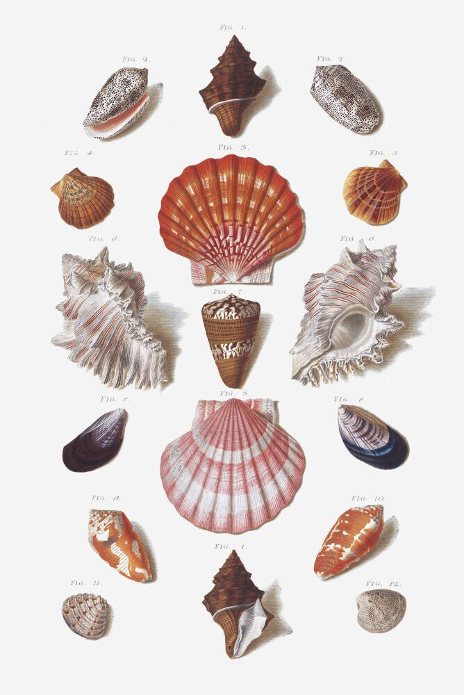 Shells 8