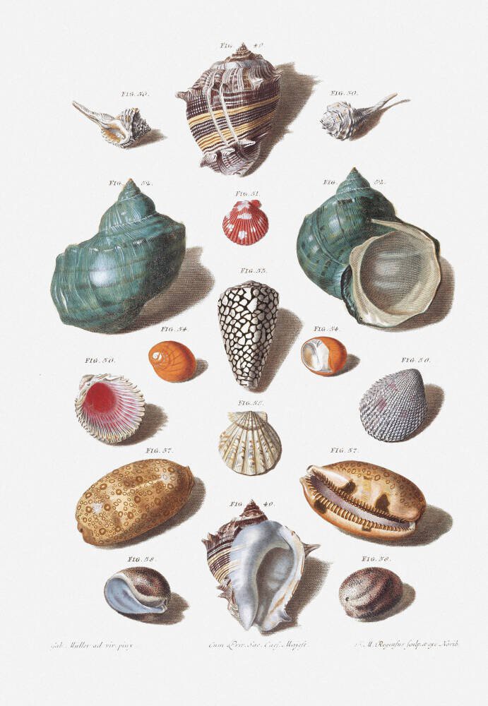 Shells 9