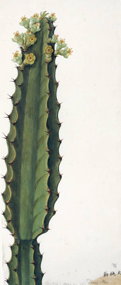 Cactus