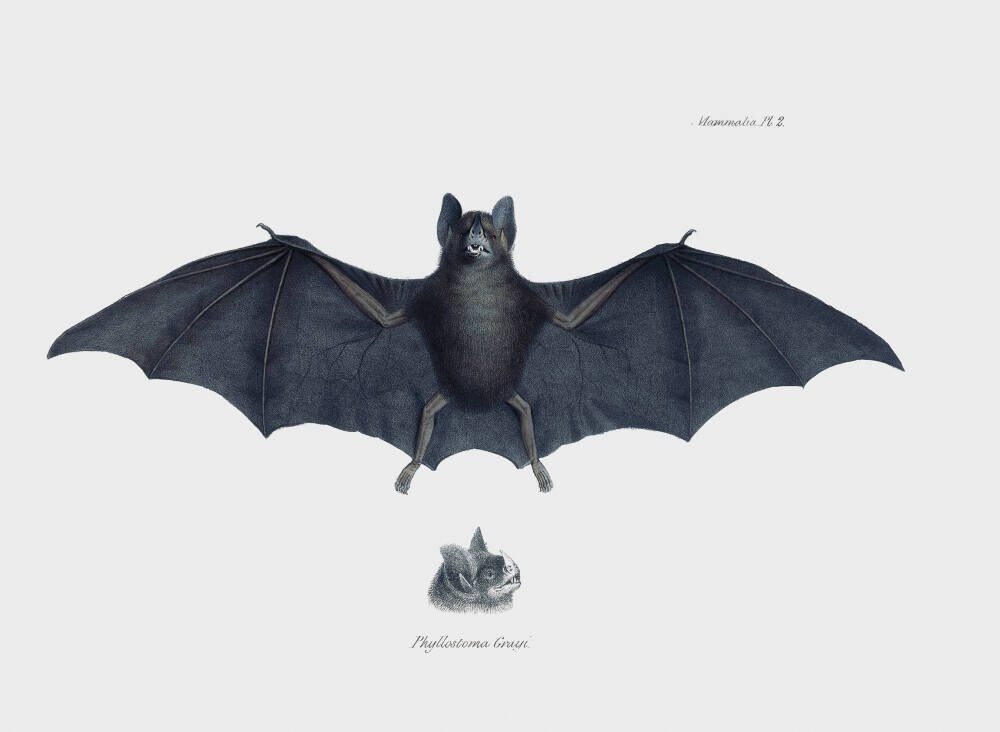 Bat, Phyllostoma Grayi