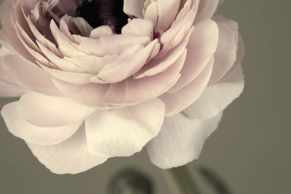‘Ranunculus II’ Wallpaper Mural | SurfaceView