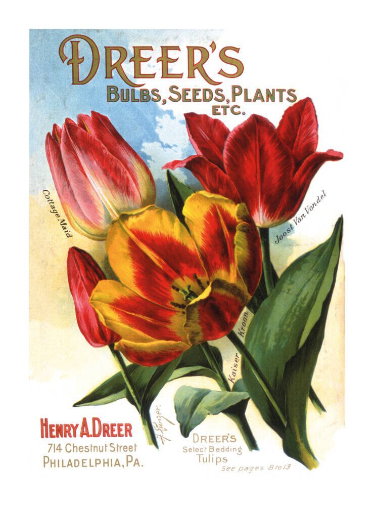 Dreer's Bulbs