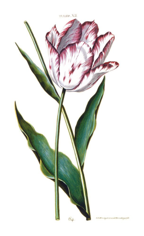 Tulipa XII