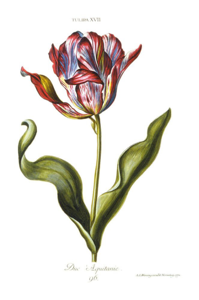 Tulipa XVII