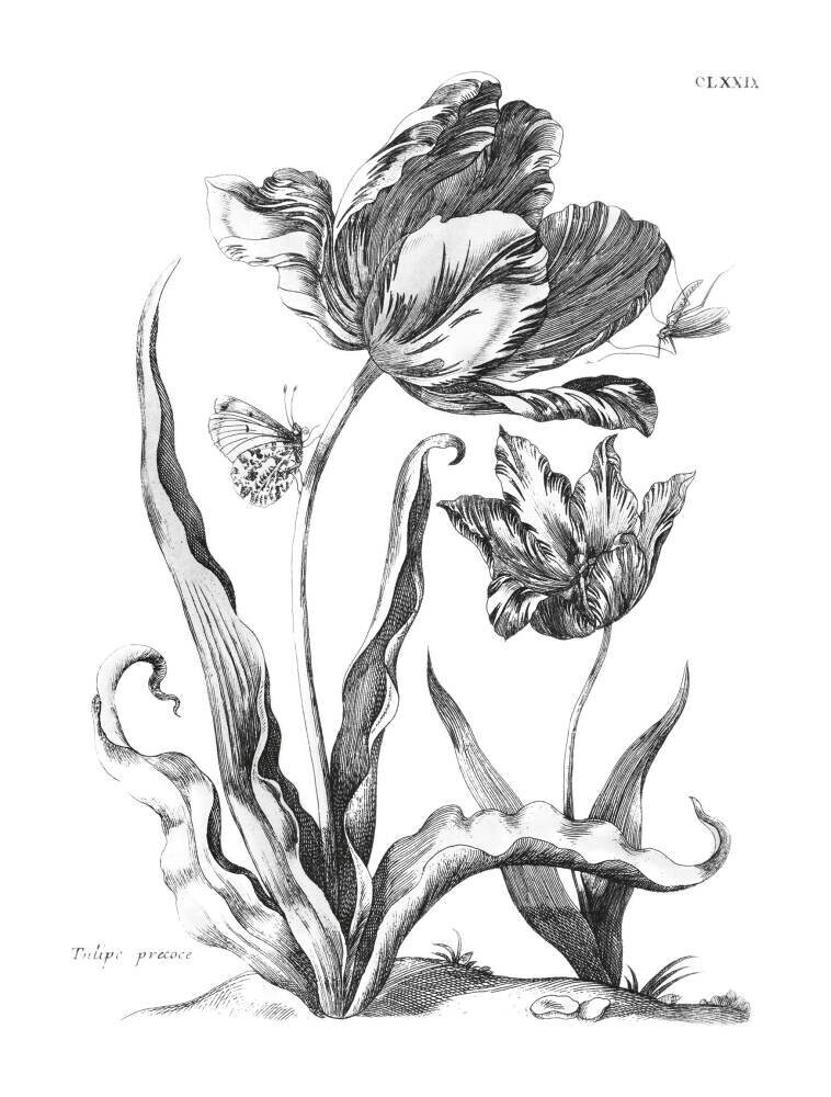 Tulipe Precoce