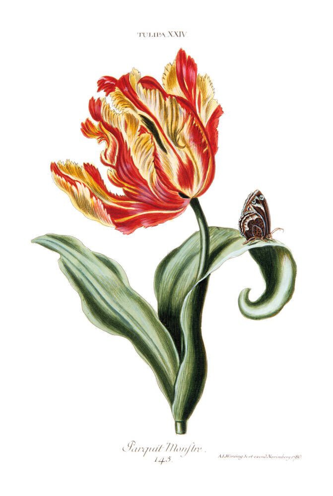 Tulipa XXIV Parquit Monstre 145