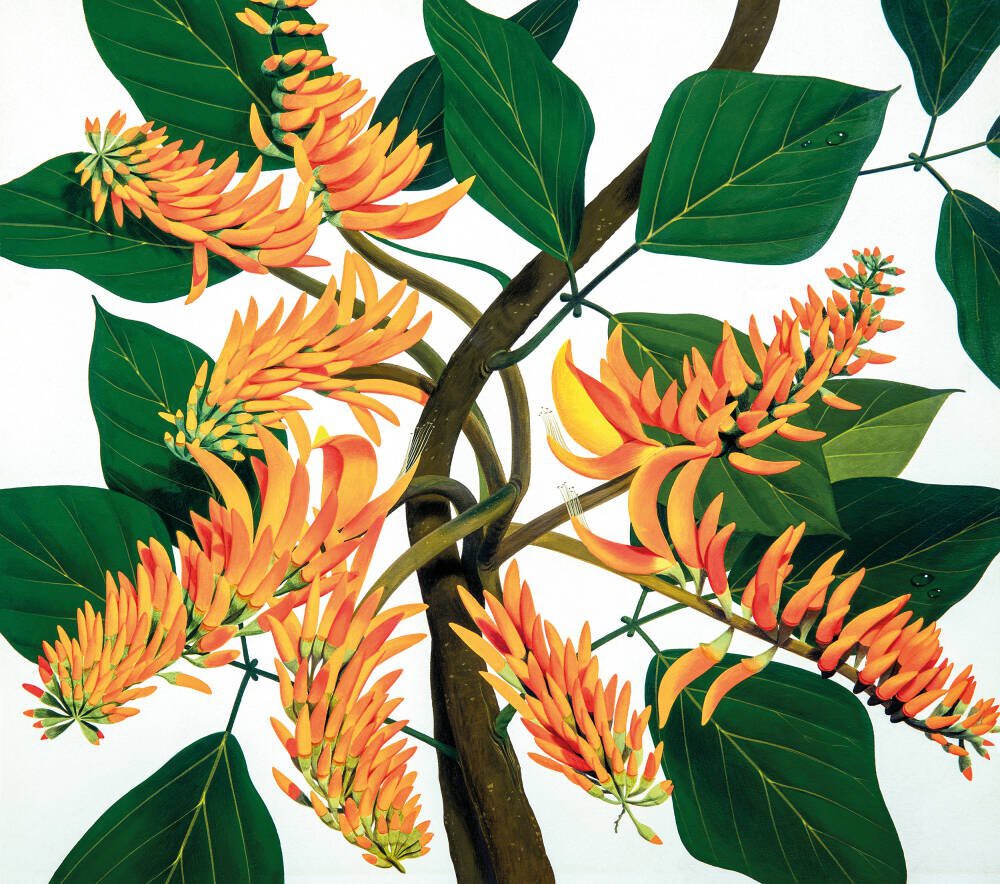 Flame Tree [Erythrina poeppigiana]