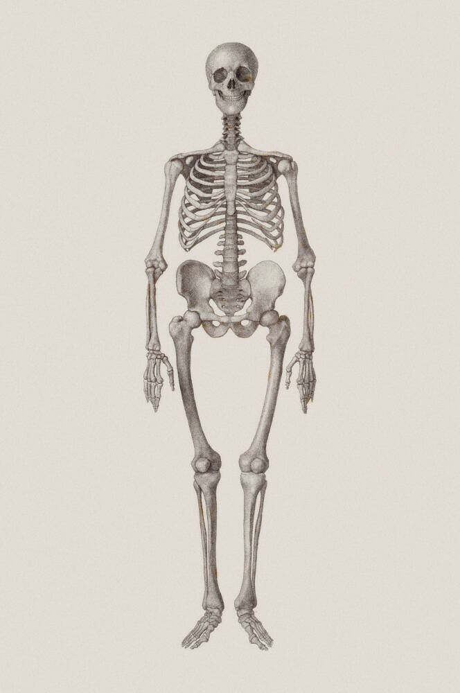 Human Skeleton: Frontal View