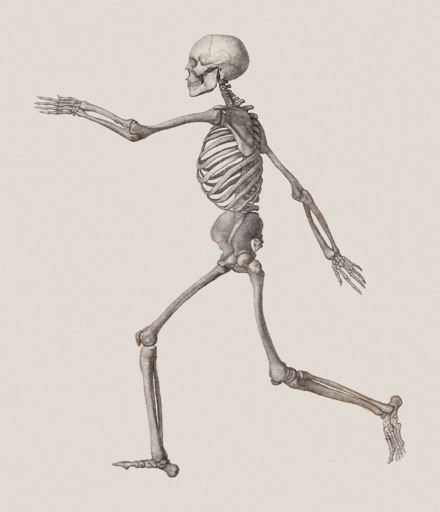 Human Skeleton drawing