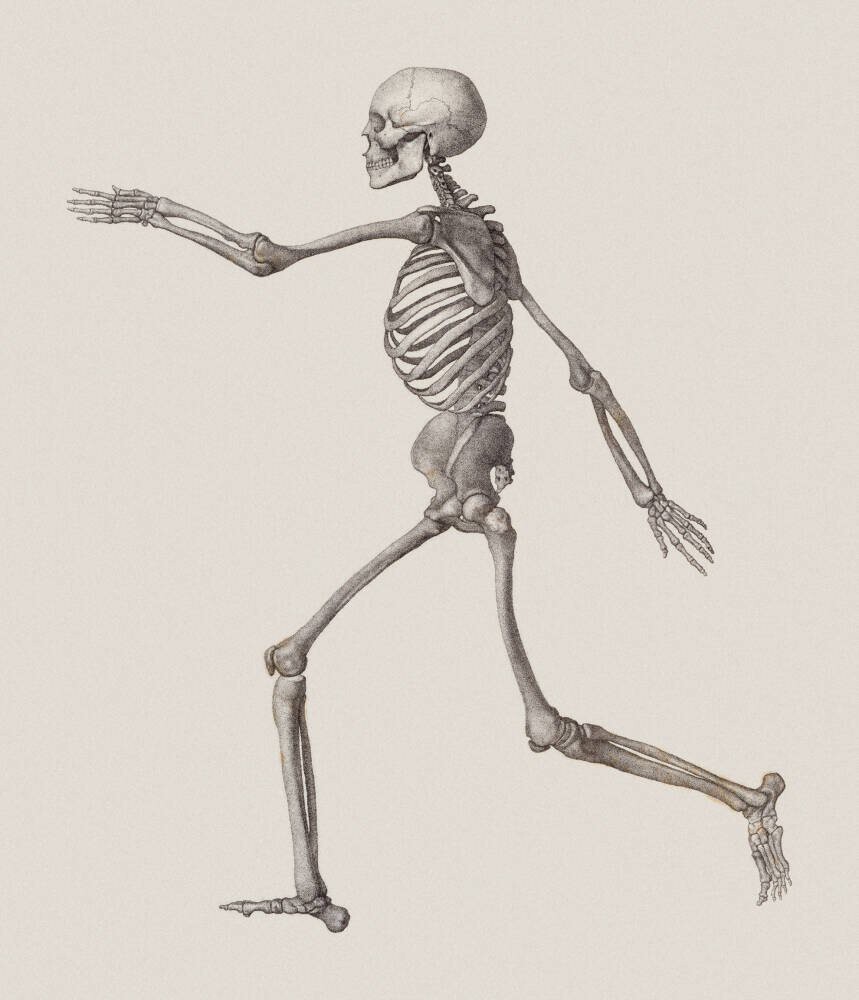 Human Skeleton: Lateral View' Canvas Wall Art | SurfaceView