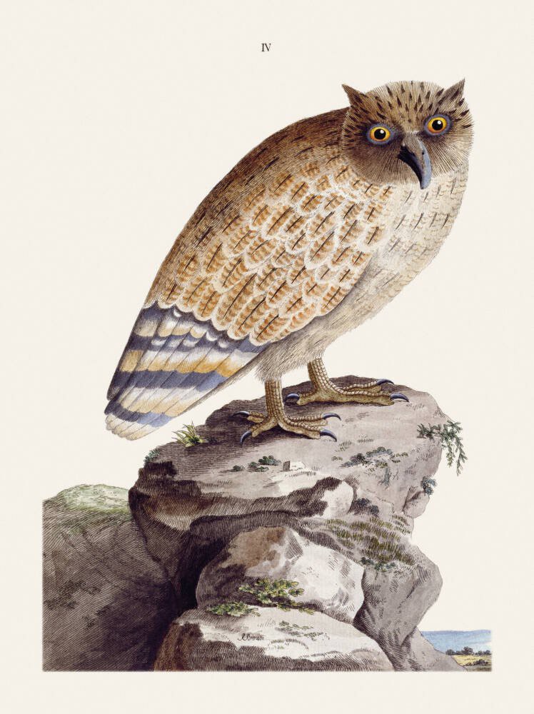 The Great Ceylonese Eared Owl