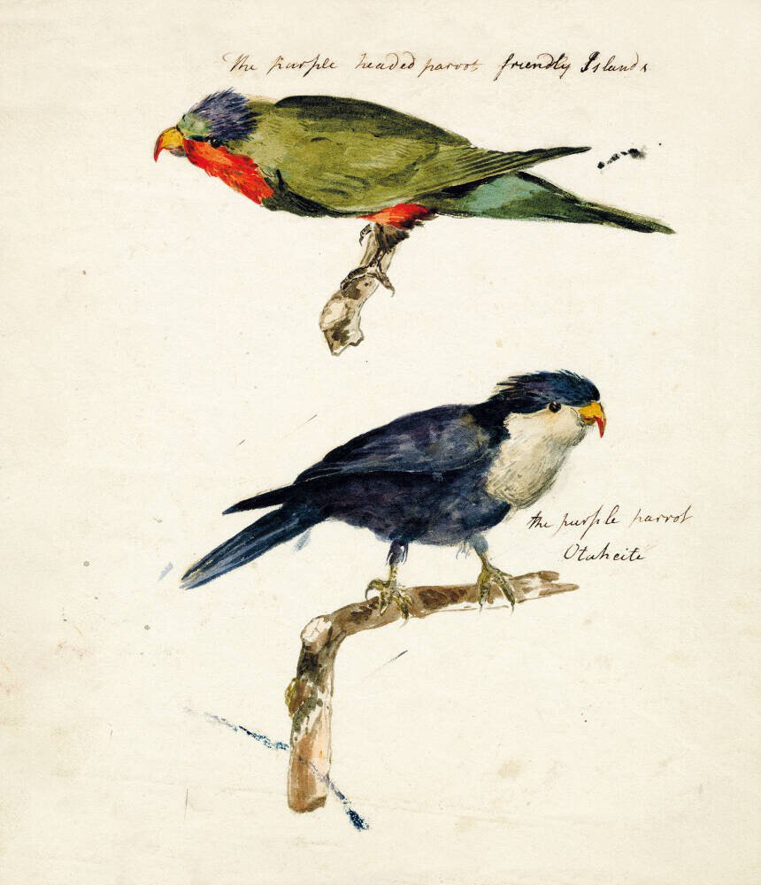 Two studies of Parrots