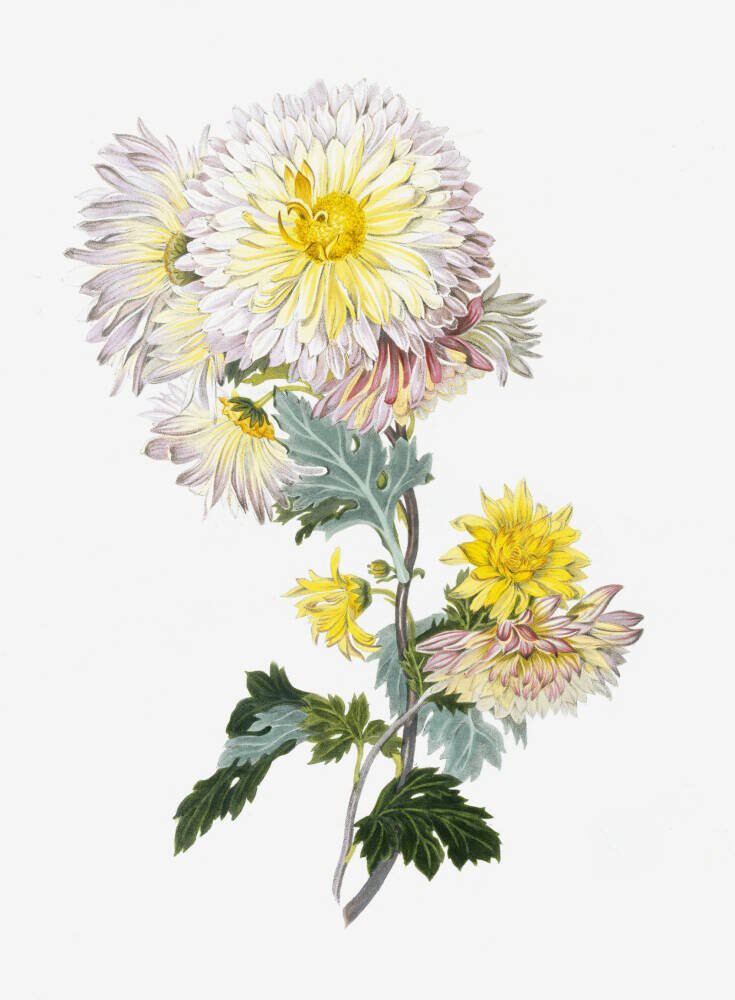 Buff Chrysanthemum