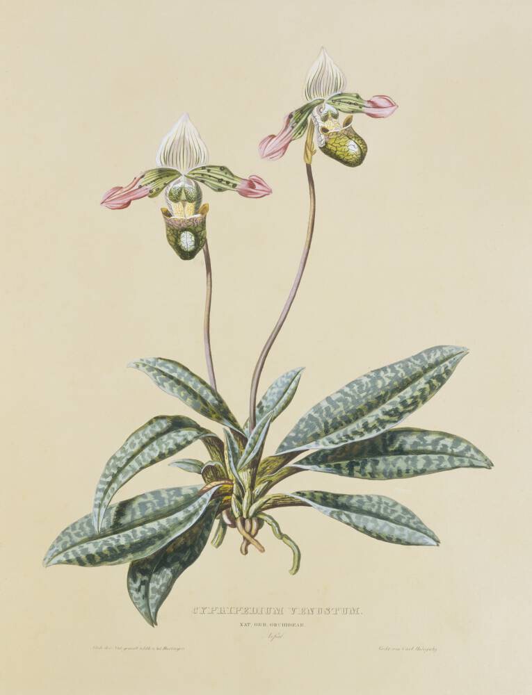 Paphiopedalum venustum