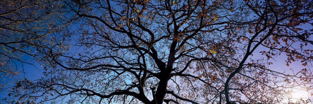 Oak Trees in Winter