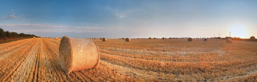 Round Wheat Bales In Field After Harvesting