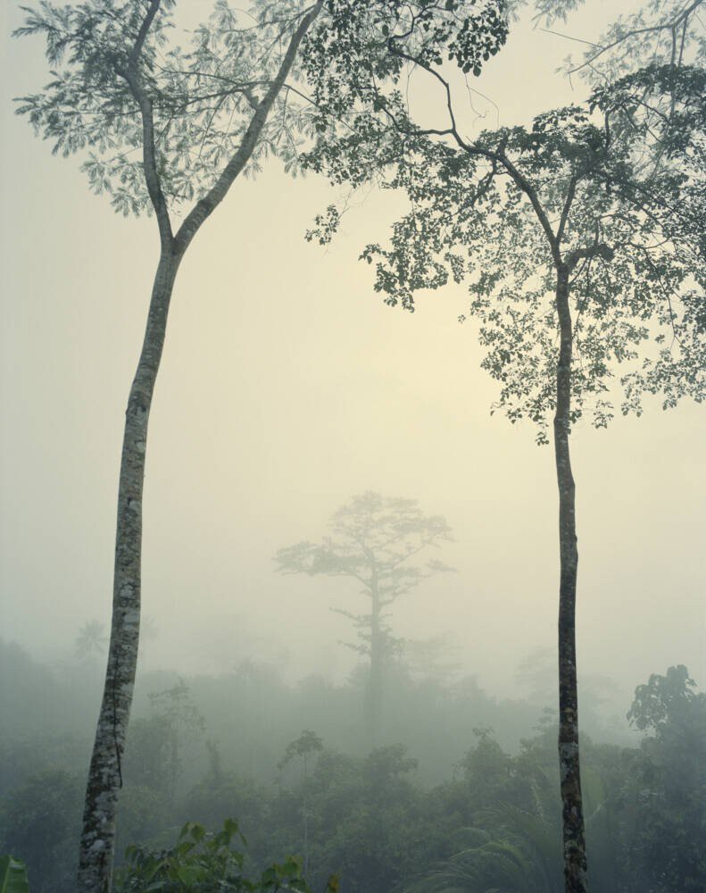 Rainforest, Papua New Guinea