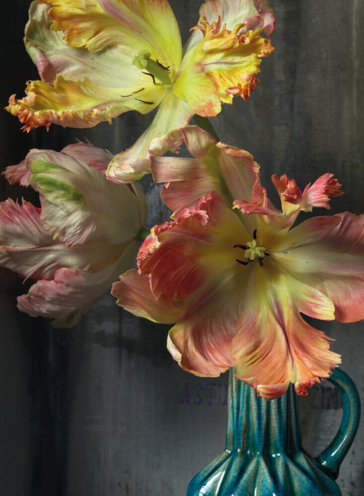 still life photograph of three lilies with yellow, pink and red tones in a blue vase