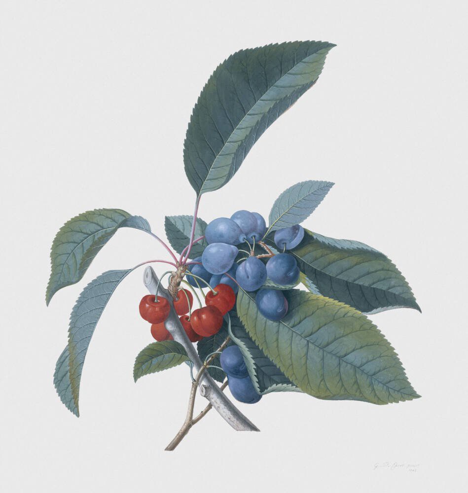 Red Cherries and Damsons
