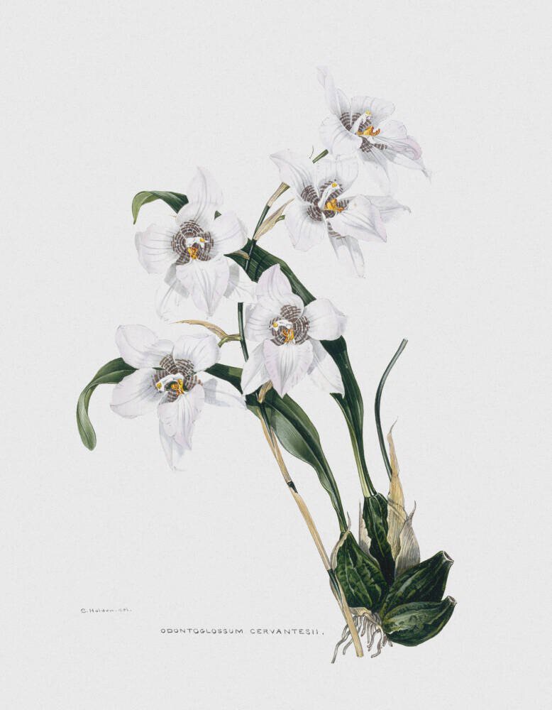 Orchid - Odontoglossum Cervantesii