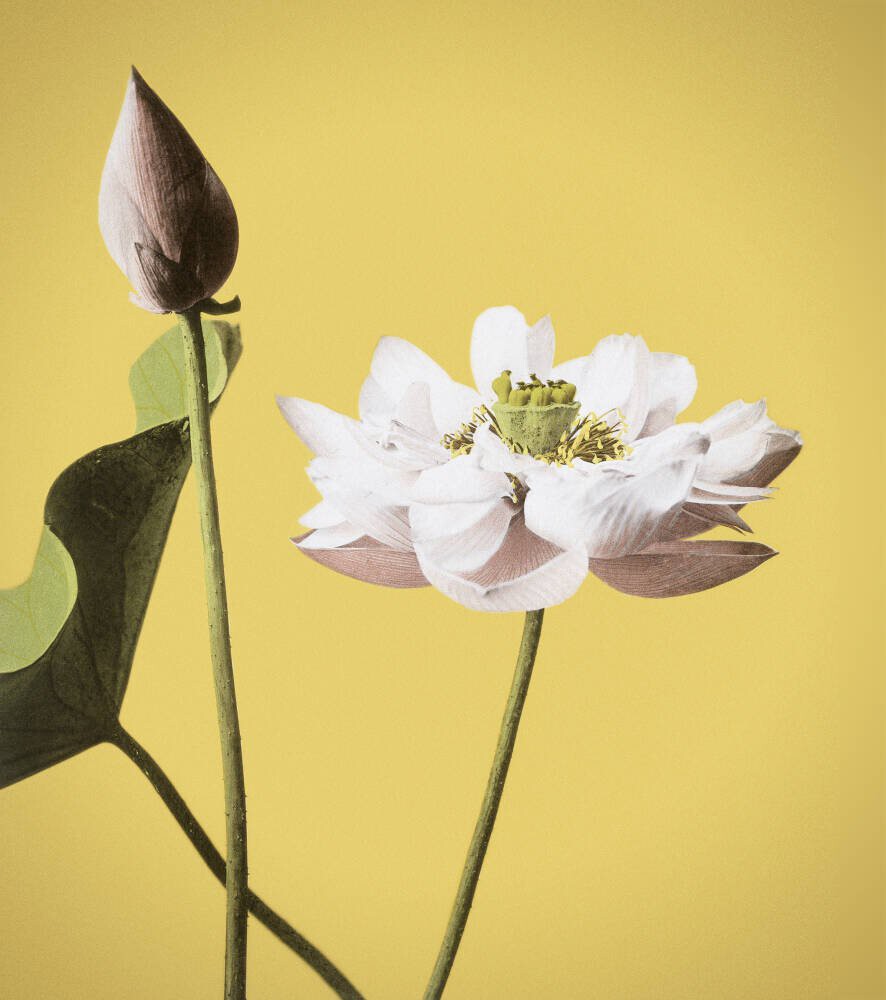 ‘Lotus’ Wallpaper Mural | SurfaceView
