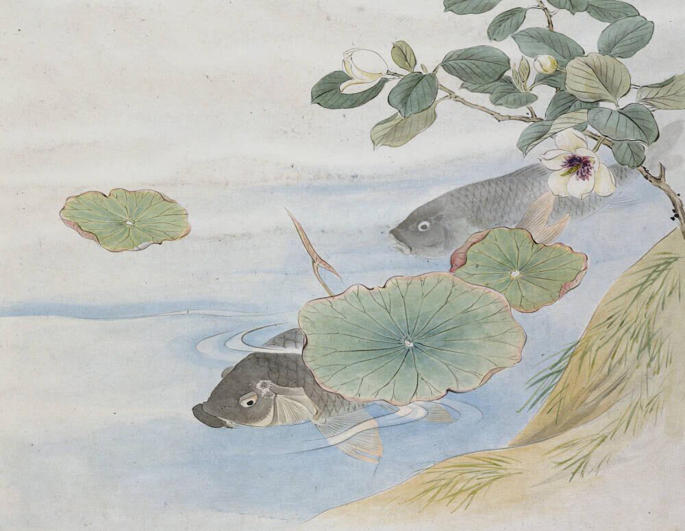 Grey Fish, Water Lily and White Flower